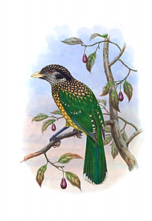 Birds Of Paradise V201_OSG